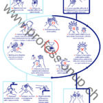 Händehygiene_Flyer_Vorlage_IT_Muster Händehygiene_Flyer_Vorlage_IT_Muster